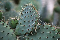 Prickly pear cactus background. Free public domain CC0 image.