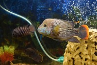 Green terror fish close up. Free public domain CC0 photo.