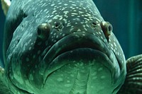 Grouper fish close up. Free public domain CC0 photo.