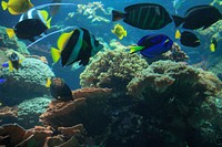 Exotic fishes near coral reef. Free public domain CC0 photo.