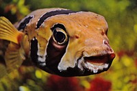 Black blotched porcupinefish close up. Free public domain CC0 photo.