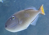 Sargassum triggerfish close up. Free public domain CC0 photo.