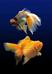 Two gold fish close up. Free public domain CC0 photo.