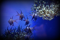 Swimming banggai cardinalfish underwater. Free public domain CC0 photo.