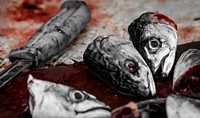 Dead fish for cooking. Free public domain CC0 photo