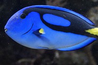 Blue tang fish close up. Free public domain CC0 image.