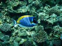 Exotic fish near coral reef. Free public domain CC0 photo.