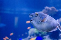 Short nosed unicornfish close up. Free public domain CC0 photo.