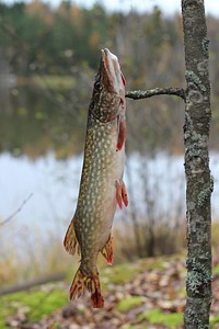 One dead fish hanging close up. Free public domain CC0 photo.