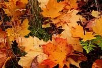 Maple leaf, Autumn seasonal background. Free public domain CC0 photo.