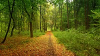 Beautiful Autumn forest background. Free public domain CC0 photo.