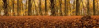 Beautiful Autumn forest background. Free public domain CC0 photo.