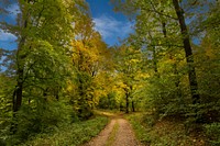 Beautiful Autumn forest background. Free public domain CC0 photo.