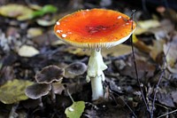 Poisonous mushroom with a red hat in the grass. Free public domain CC0 photo.