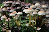 Poisonous mushroom with thin stem. Free public domain CC0 image.