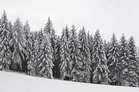 Snow covered trees in forest. Free public domain CC0 image. 