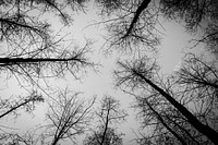 Tree branches against grey sky. Free public domain CC0 image.