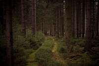 Trees & forest. Free public domain CC0 photo