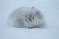 Snow fox sleeping. Free public domain CC0 image.