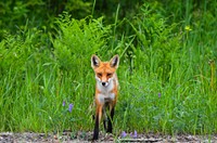 Fox standing on grass. Free public domain CC0 photo.