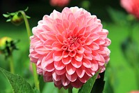 Pink dahlia background.  Free public domain CC0 image.