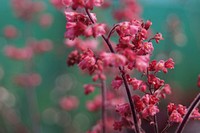 Coral bells background. Free public domain CC0 image.