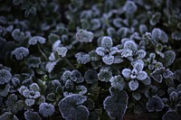 Frosted leaf. Free public domain CC0 image.