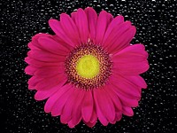 Pink daisy background. Free public domain CC0 photo.
