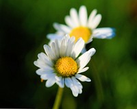 White daisy background. Free public domain CC0 photo.