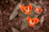 Orange tulip flower closeup. Free public domain CC0 image.