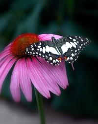 Butterfly on flower. Free public domain CC0 photo.