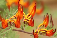 Orange flower closeup. Free public domain CC0 image.