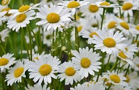 White daisy background. Free public domain CC0 image.