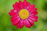 Pink daisy background. Free public domain CC0 photo.