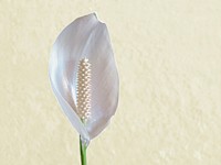 Peace lily background. Free public domain CC0 image.