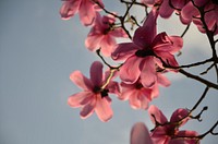 Magnolia background. Free public domain CC0 photo.