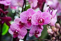 Pink moth orchid background. Free public domain CC0 photo.