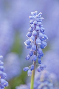 Purple lupine background. Free public domain CC0 photo.