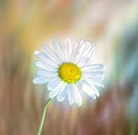 White daisy background. Free public domain CC0 photo.