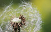 Dandelion background. Free public domain CC0 image.