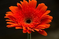 Orange daisy background. Free public domain CC0 photo.