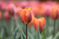 Orange tulip background. Free public domain CC0 image.