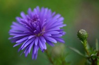 Purple aster background. Free public domain CC0 image.