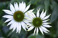 White flower background. Free public domain CC0 photo.