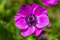 Pink anemone background. Free public domain CC0 photo.