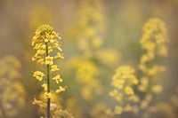 Rape flower. Free public domain CC0 image.