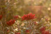 Pink daisy background. Free public domain CC0 photo.