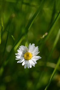 White daisy background. Free public domain CC0 photo.