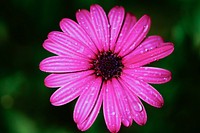 Pink gerbera background. Free public domain CC0 image.