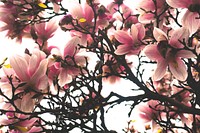 Magnolia background. Free public domain CC0 image.